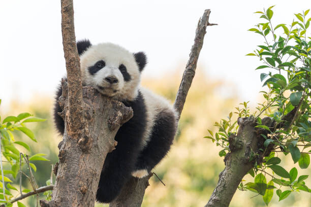 Canvas Print Panda cub in a tree
