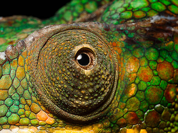 Canvas Print Panther Chameleon's eye, close up
