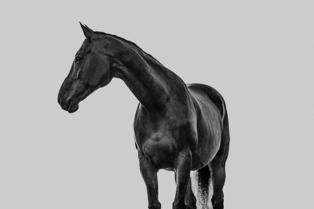 Canvas Print Pferd Portrait vor grauem neutralen Hintergrund