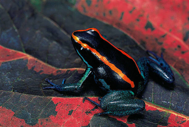 Canvas Print Phyllobates vittatus (Golfodulcean poison frog)