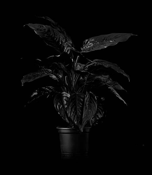 Canvas Print Plant on black backdrop