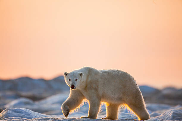 Canvas Print Polar Bear on Sea Ice, Hudson Bay, Nunavut, Canada