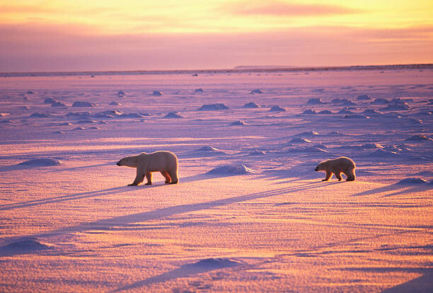 Canvas Print Polar Bears Crossing Snowfield