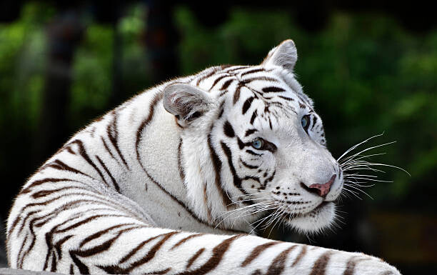 Canvas Print Portrait Beautiful White Bengal Tiger