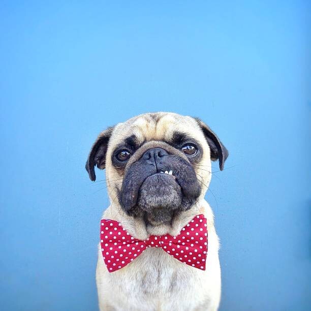 Canvas Print Portrait of a Pug dog wearing bow tie
