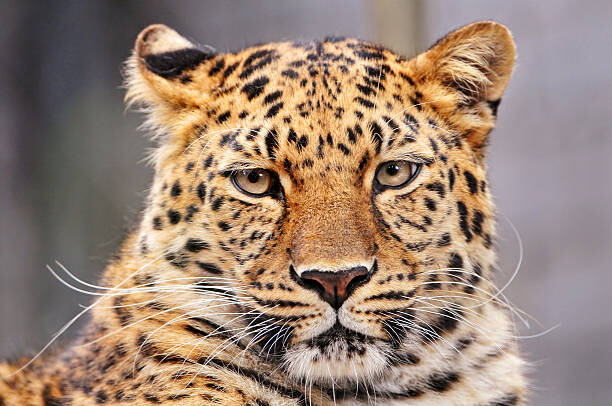 Canvas Print Portrait of Amur leopard