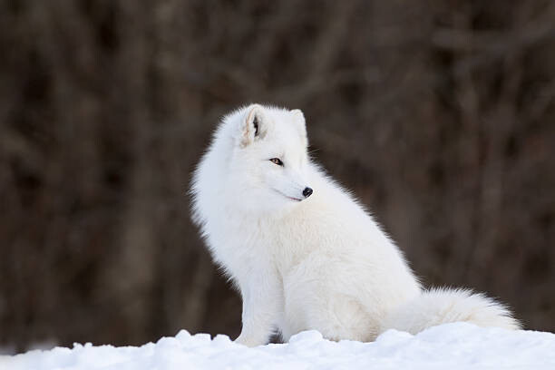 Canvas Print Portrait of Arctic Fox