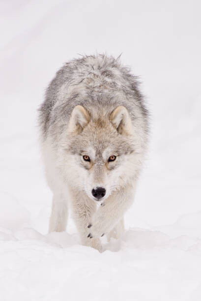 Canvas Print Portrait of arctic wolf  in