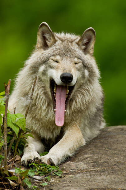 Canvas Print Portrait of gray wolf yawning, Parc