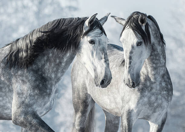 Canvas Print Portrait of two spanish grey stallions