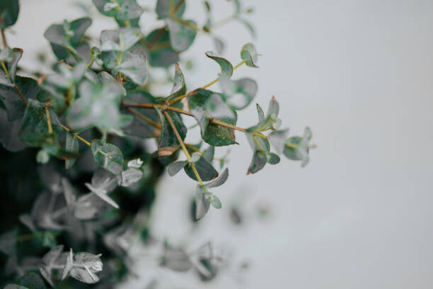 Canvas Print potted eucalyptus gunni at home with copyspace