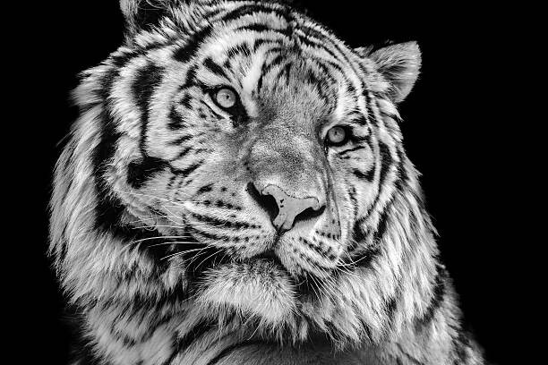 Canvas Print Powerful high contrast black and white tiger face