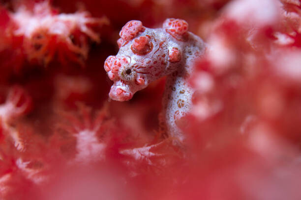 Canvas Print Pygmy Seahorse reef