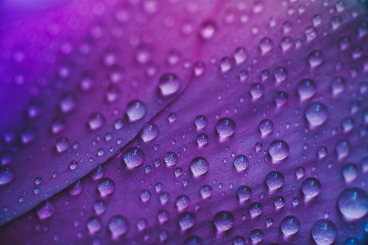 Canvas Print Raindrop on a lilac-rose flowers