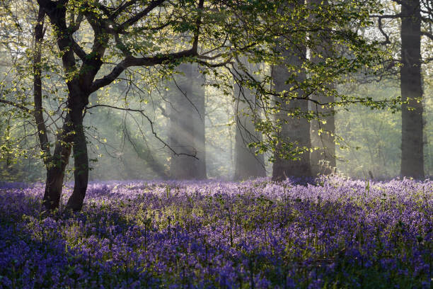 Canvas Print Rays of sunlight enter this Bluebell