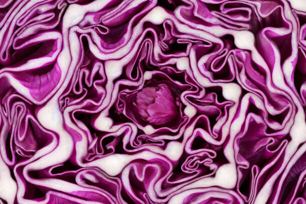 Canvas Print Red cabbage portion macro background