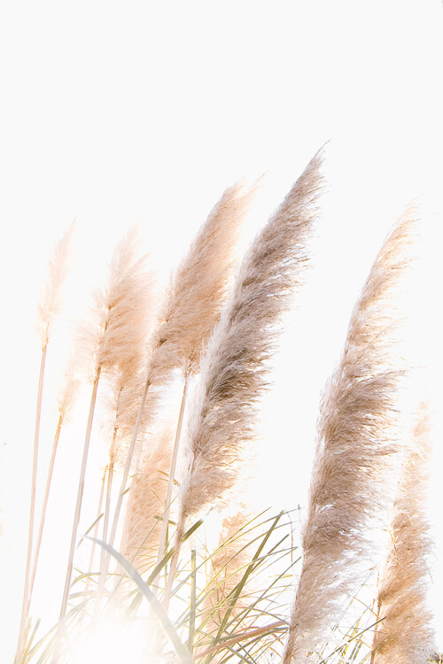 Canvas Print Reed 1
