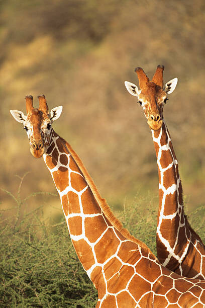 Canvas Print Reticulated giraffes