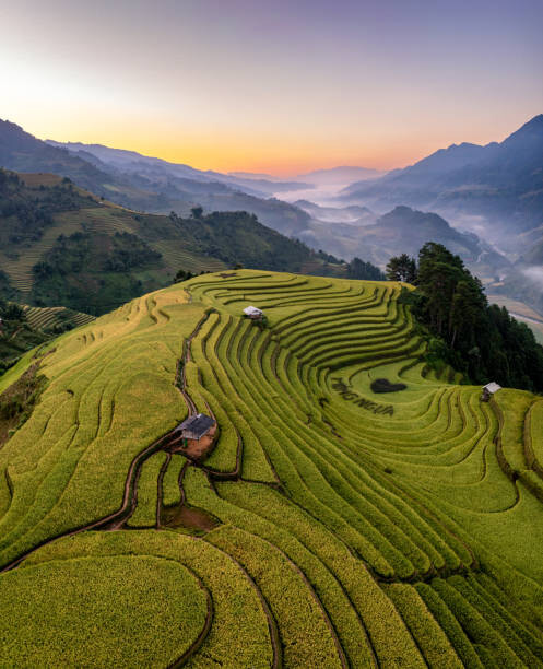 Canvas Print Rice fields on terraced prepare the