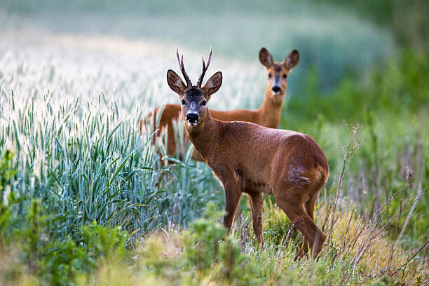 Canvas Print Roebuck and roe doe at edge of arable field