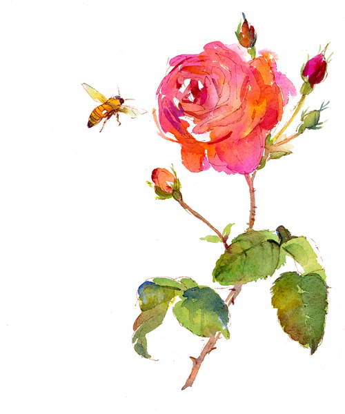 Canvas Print Rose with bee, 2014,
