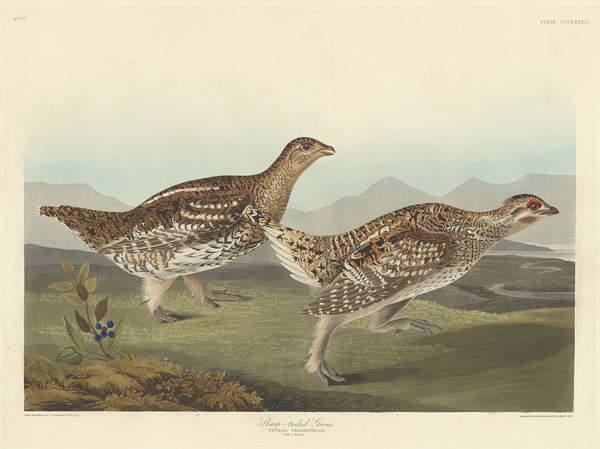 Canvas Print Sharp-tailed Grous, 1837