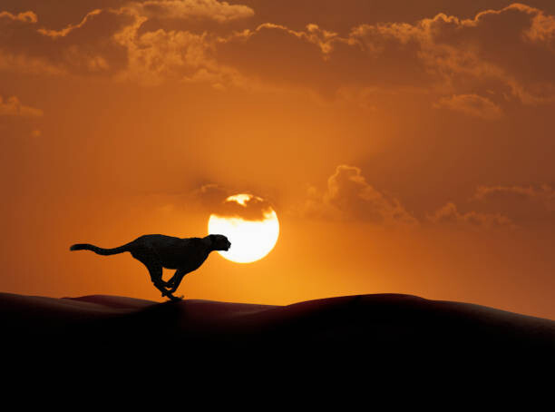Canvas Print Silhouette of cheetah running in desert