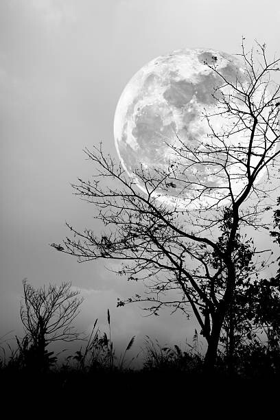 Canvas Print Silhouettes of dry tree against night