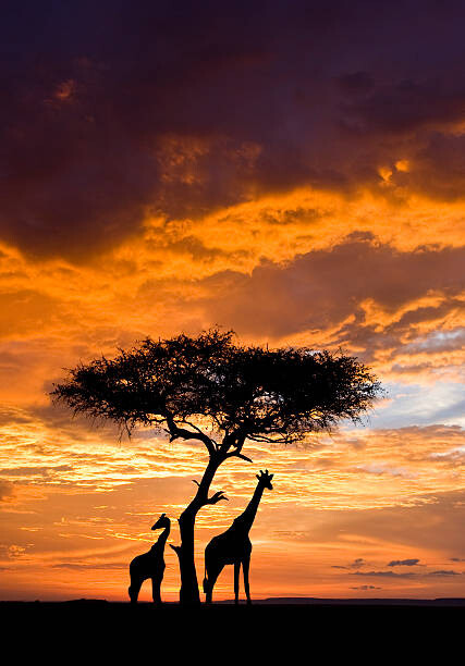 Canvas Print Silhoutted Giraffe with acacia tree at sunset