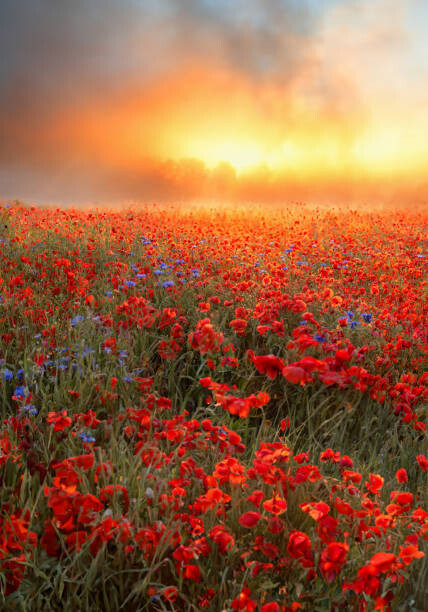 Canvas Print Simply Red.