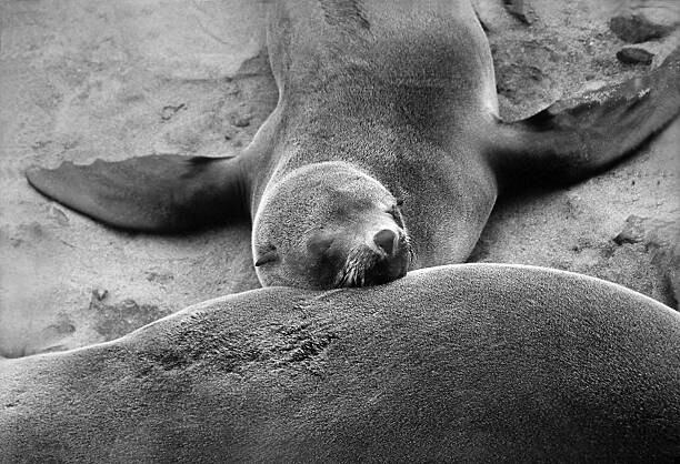 Canvas Print Sleeping seal