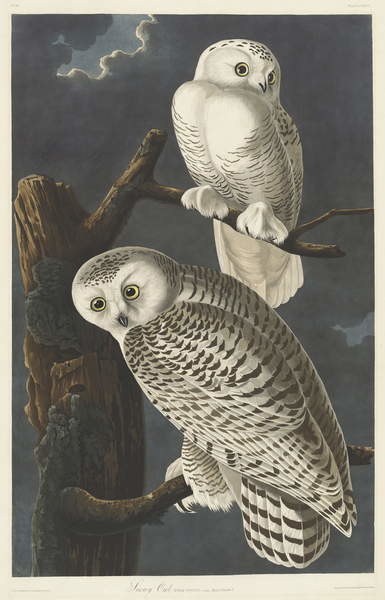 Canvas Print Snowy Owl, 1831