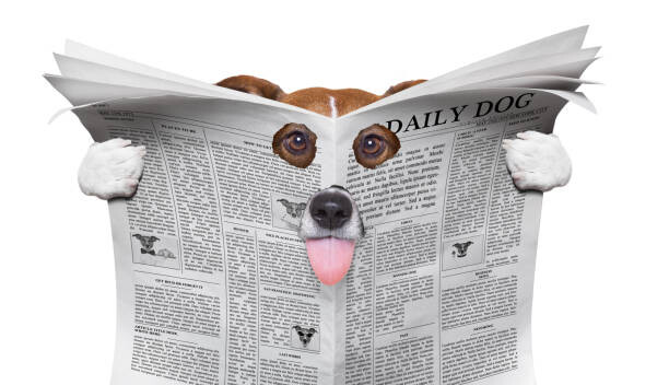 Canvas Print spy dog reading a newspaper