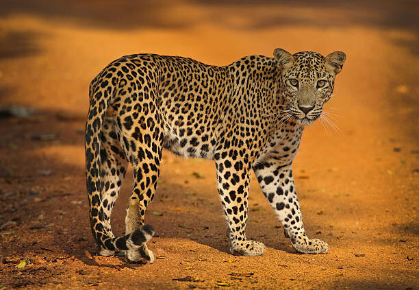 Canvas Print Sri Lankan Leopard