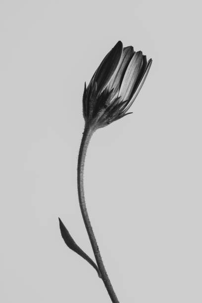 Canvas Print Strange and Beautiful