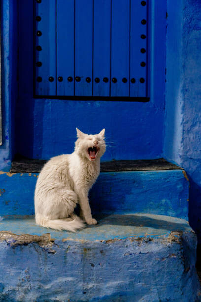 Canvas Print Stray Cat Yawning in Chefchaouen, Morocco