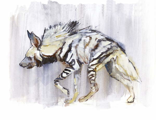 Canvas Print Striped Hyaena, 2010,