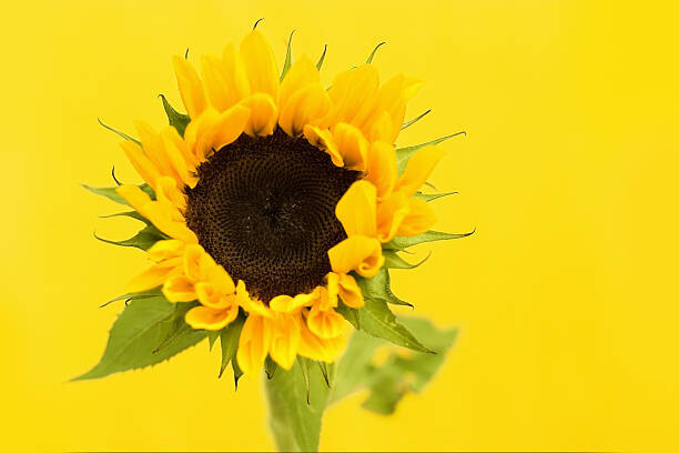 Canvas Print Sunflower