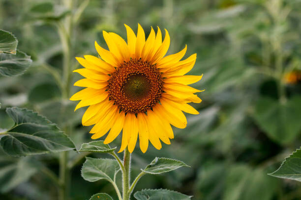 Canvas Print Sunflower natural background. Sunflower blooming. Close-up