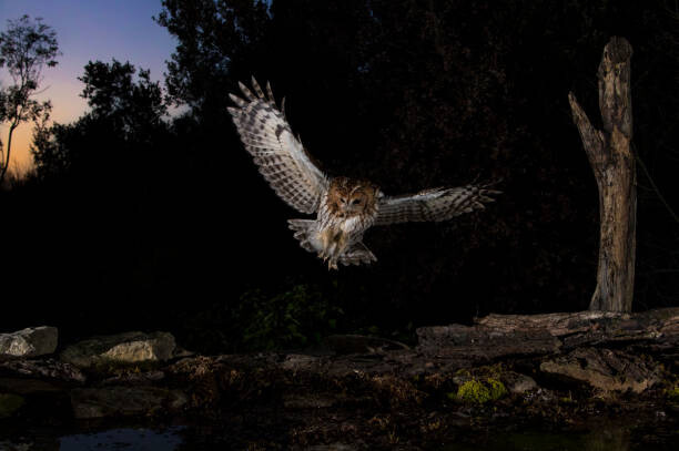 Canvas Print Tawny owl flying in the forest at night, Spain