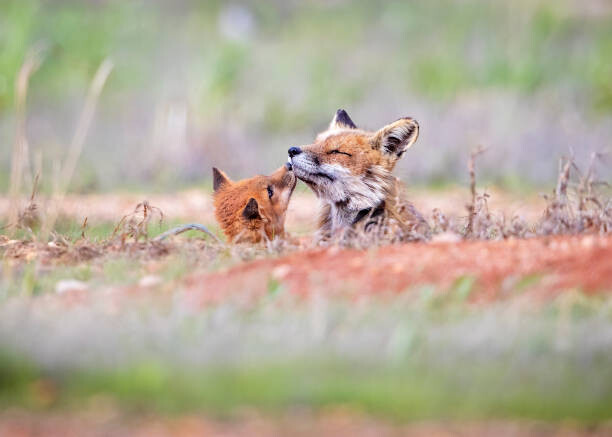 Canvas Print Tender Moment