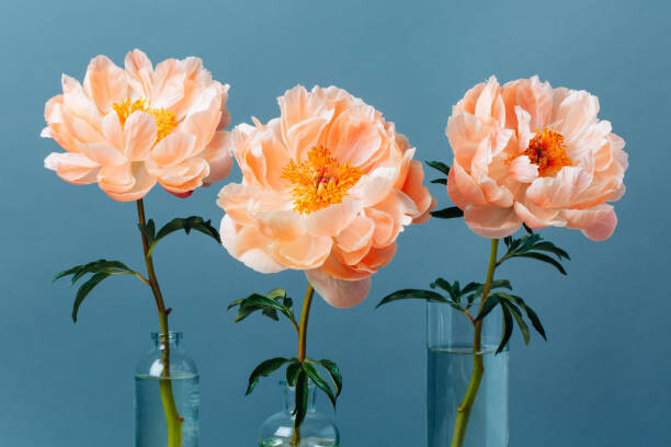 Canvas Print Three blossoming pastel-coral peonies in a
