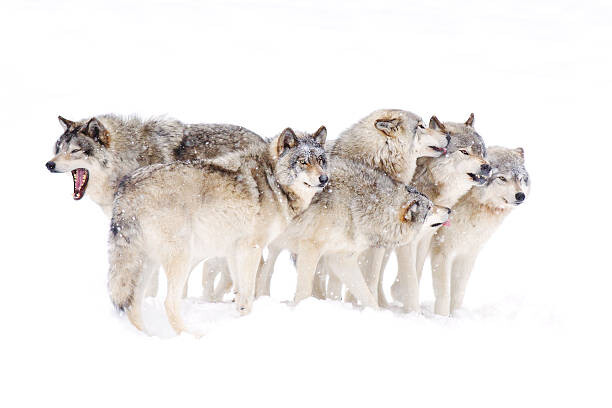 Canvas Print Timber wolf family