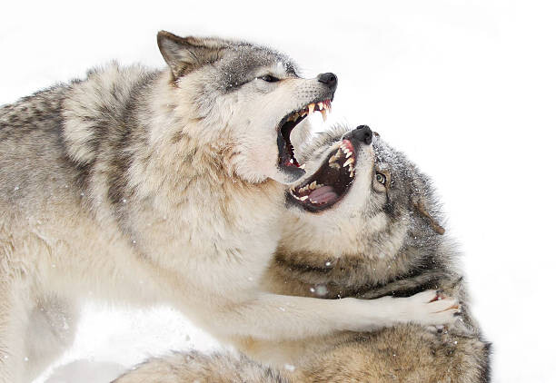 Canvas Print Timber wolves play fighting in the snow