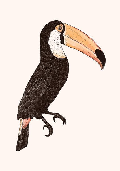 Canvas Print Toco _ Color version