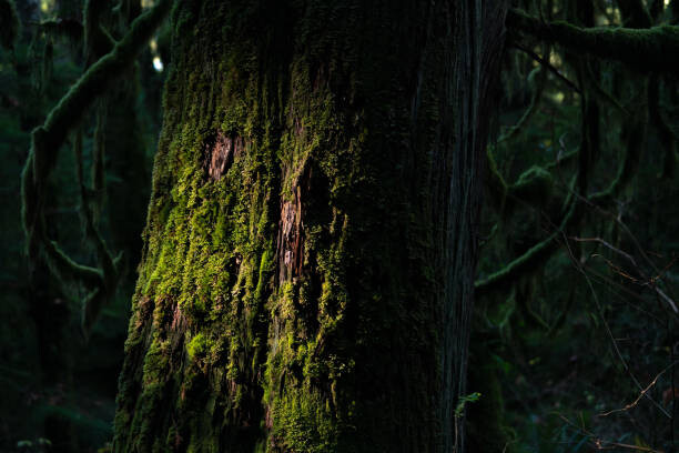 Canvas Print tree trunk with many attachment