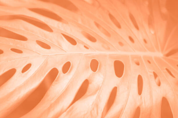 Canvas Print Tropical monstera leaf close-up in trending