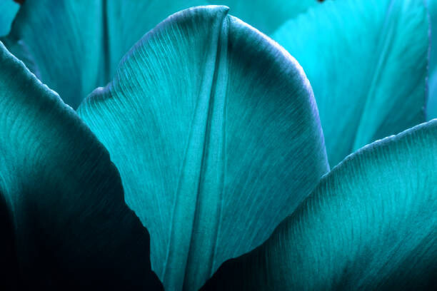 Canvas Print Tulips closeup macro. Petals of smooth