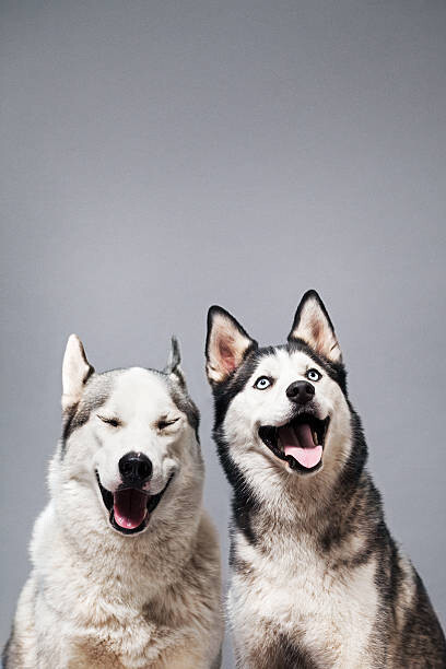 Canvas Print Two Happy Husky Dogs
