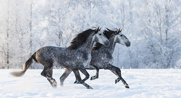 Canvas Print Two running grey Purebred Spanish horses